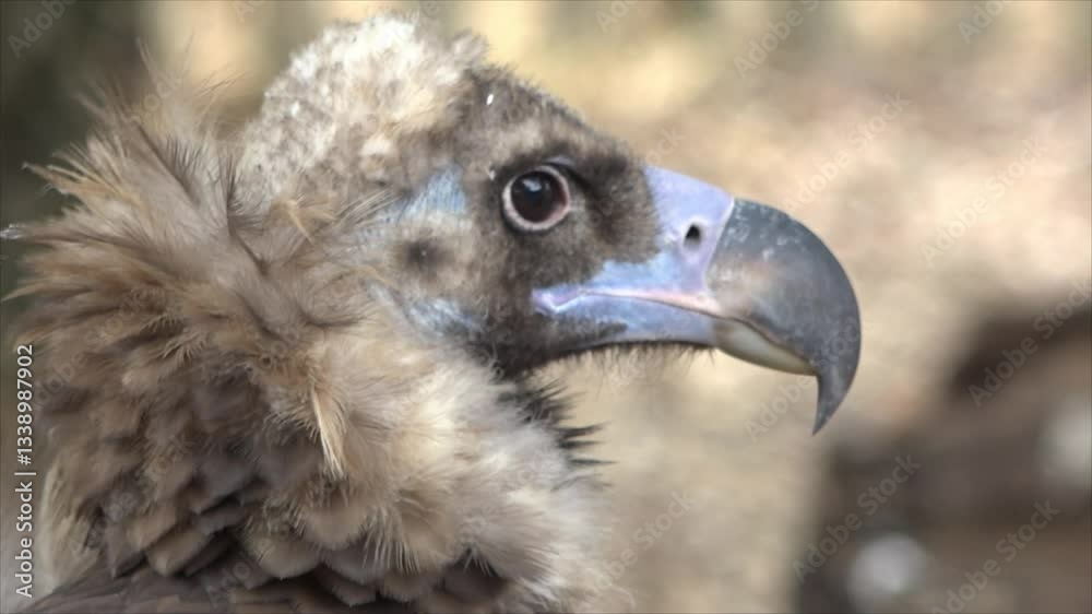 Close-up of a Black Vulture Observing Its Surroundings - 747
Close-up of a Black Vulture Observing Its Surroundings - 747