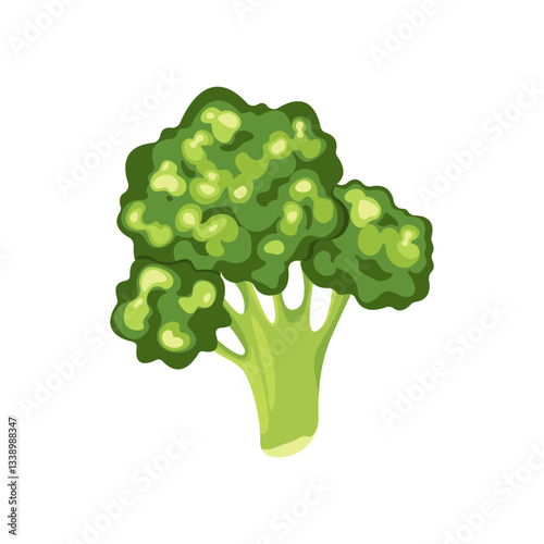 Green cabbage broccoli.Vector illustration isolated on white background.