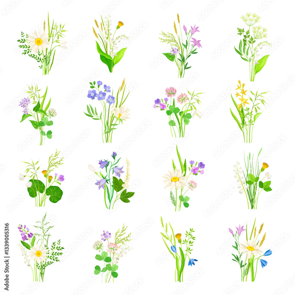 Fototapeta premium Wildflower and Meadow Flora with Stem Vector Set