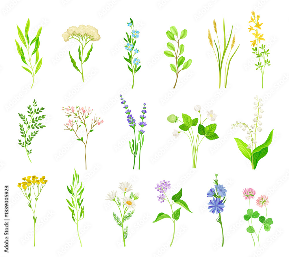 Fototapeta premium Wildflower and Meadow Flora with Stem Vector Set