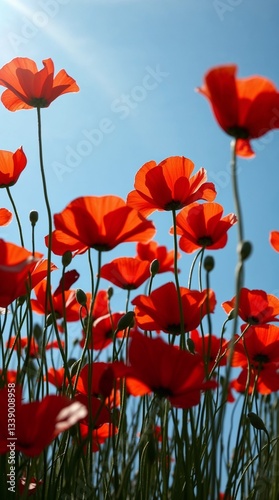 Vibrant red poppy flowers swaying gently against a clear blue sky in a sunny meadow
