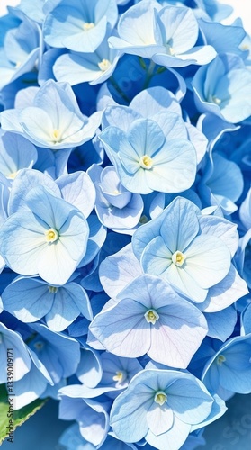 Beautiful cluster of light blue hydrangea flowers displaying soft petals and delicate beauty