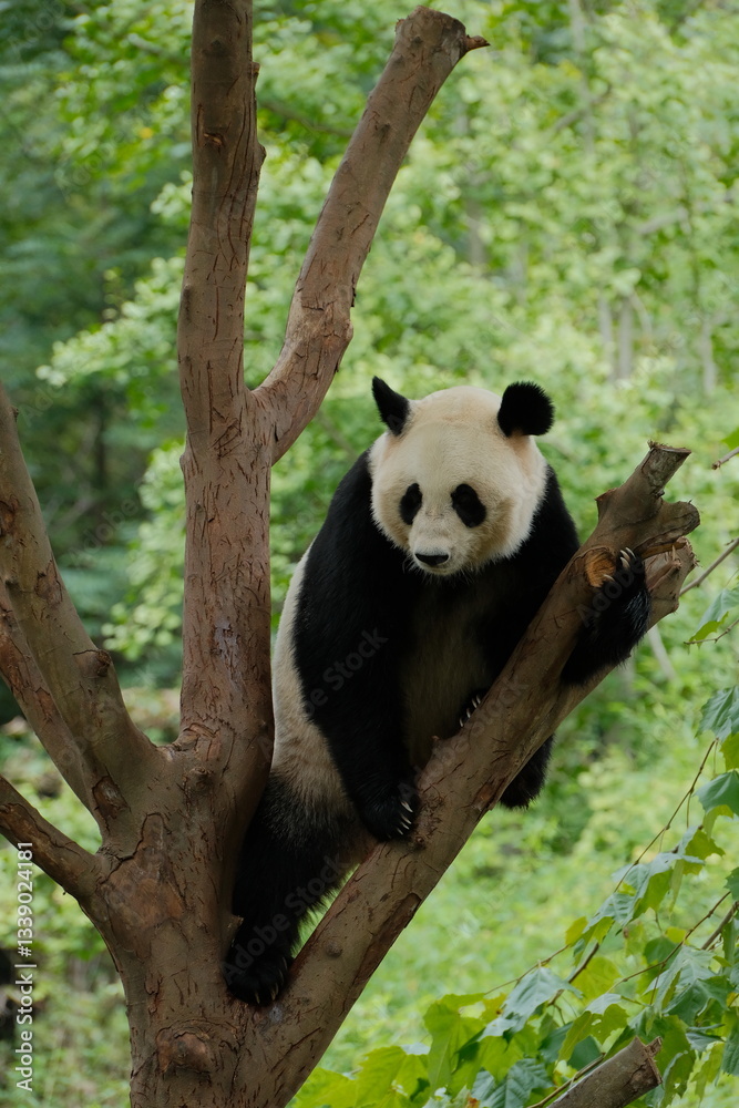 Naklejka premium Giant Panda Playing in Chengdu