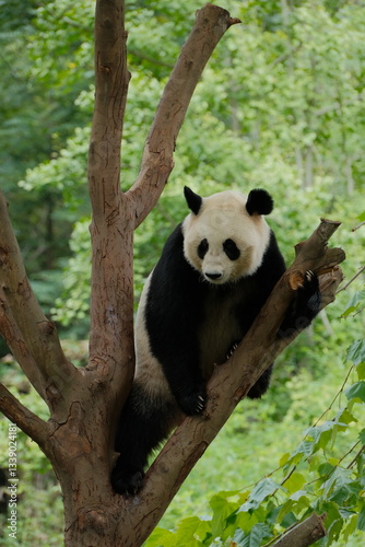 Giant Panda Playing in Chengdu