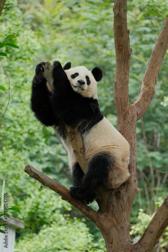 Giant Panda Playing in Chengdu