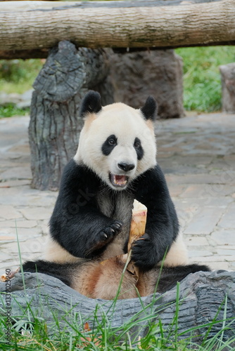 Giant Panda Playing in Chengdu