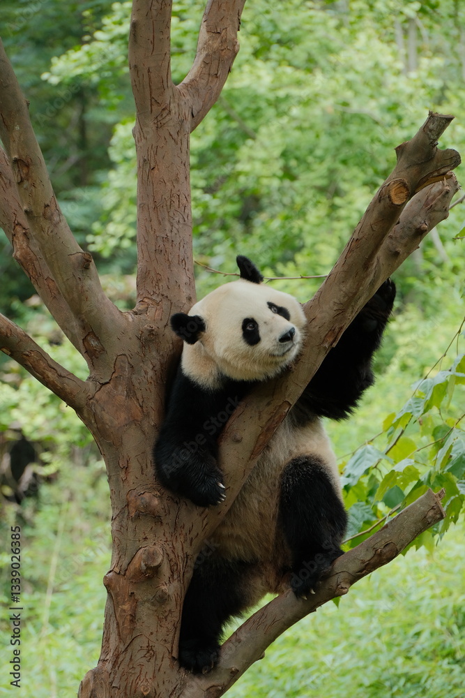 Fototapeta premium Giant Panda Playing in Chengdu