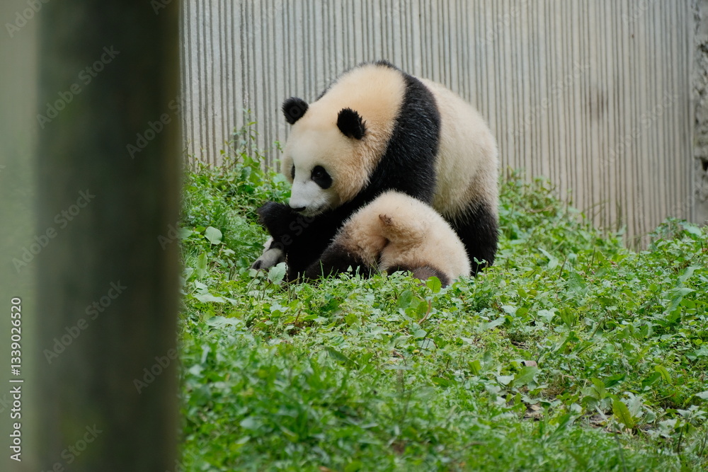 Fototapeta premium Giant Panda Playing in Chengdu