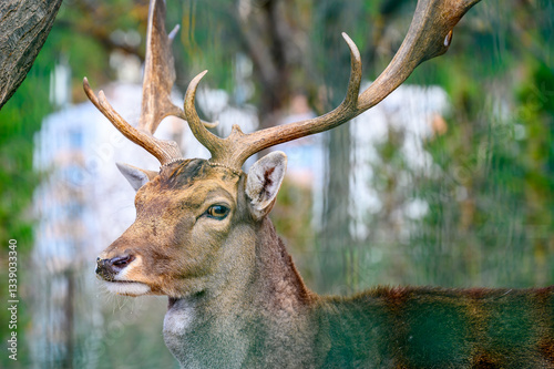 deer in the woods
