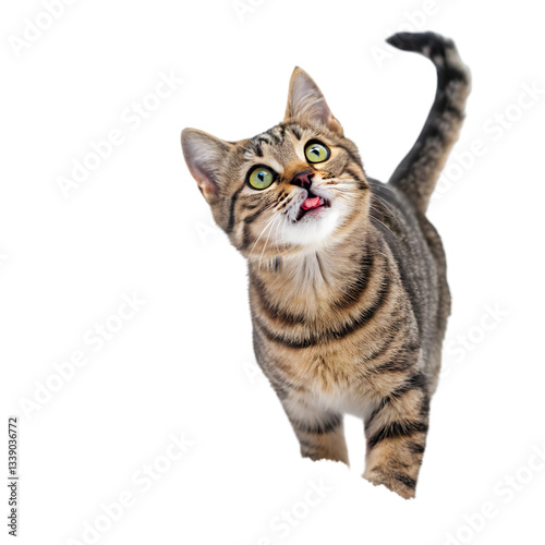 Cute Kitten Jumping! on transparent background