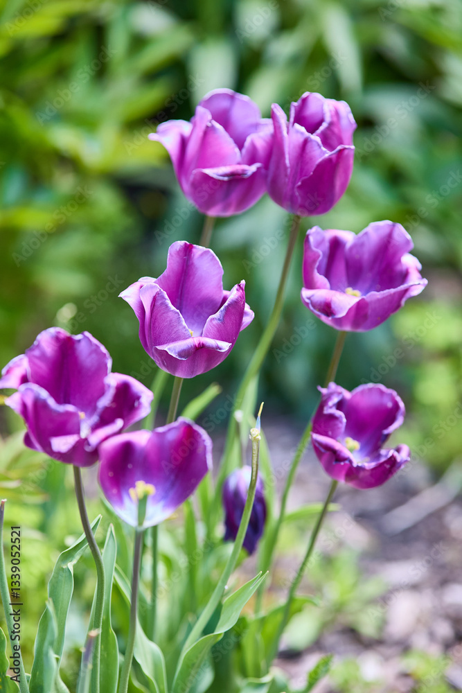 Obraz premium Tulips in the garden 