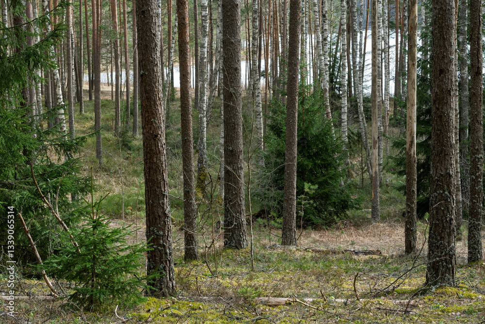 Obraz premium In the spring forest, tall, straight trunks of warm pines and white birches. Below in the undergrowth are low, fluffy and green spruces. Through the palisade of trees the unmelted lake shines white