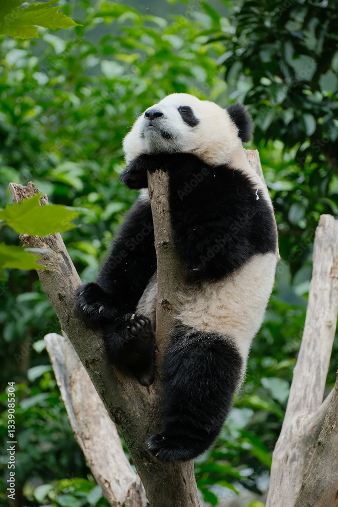 Obraz premium Cute Panda of Chengdu,China