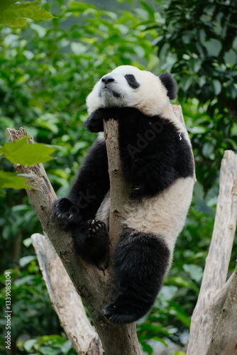 Cute Panda of Chengdu,China