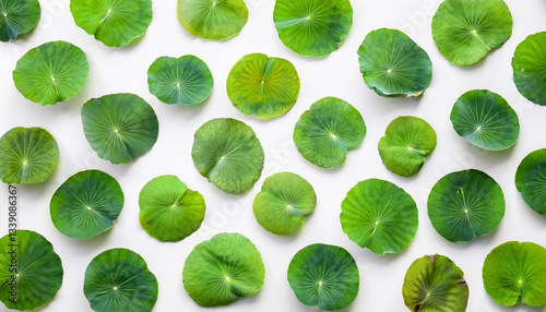 An overhead shot of lush green lily pads with a soft texture, spread out across the frame