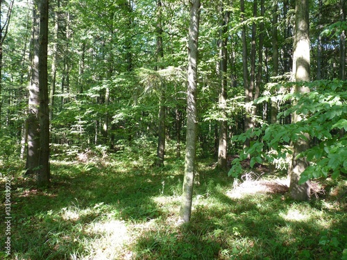 Sunlight illuminates tall trees in a lush green forest, casting shadows on the forest floor.