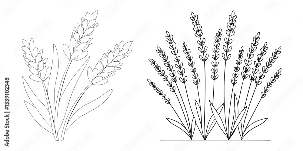 Fototapeta premium Hand drawn Lavender flower outline