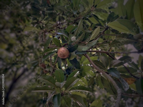 red apples on a tree