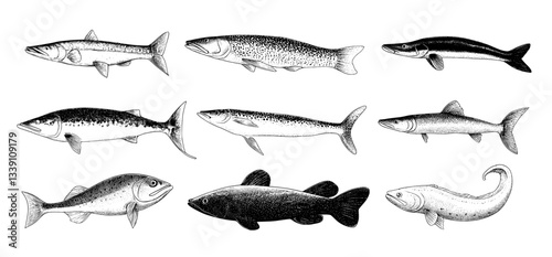 The illustration is an old engraved artwork showcasing several types of fish, namely Salmon, Mackerel, Tuna, Electric Eel, and Trout