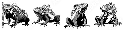 Illustrations of iguanas showcasing detailed features in various poses and expressions