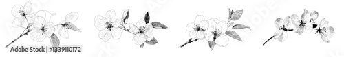A hand-drawn magnolia flower rendered in ink, featuring an engraving style modern illustration