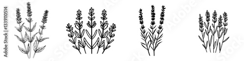 Various illustrations of lavender plants showcasing different stages and styles in black and white design