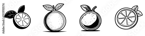Varieties of citrus fruits illustrated with leaves and slices on a plain background in black and white