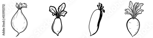 Sketches of different types of radishes showcasing their shapes and leaves in black and white illustration