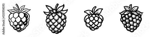 Detailed black and white illustrations of different raspberry varieties displayed in a row