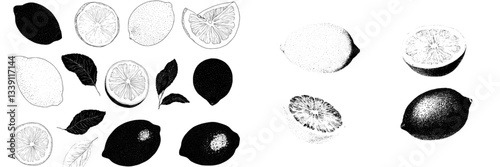 A hand-drawn lemon and lime with floral accents are the central elements of the Vintage Citrus Sketch
