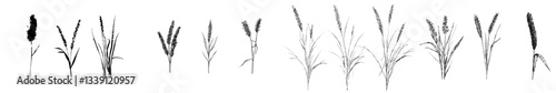 Modern illustration of wheat bread ears cereal crop in a sketch engraving style