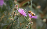 bee flying to a wild flower