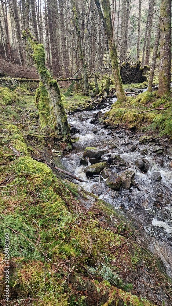 river in the forest river in the forest