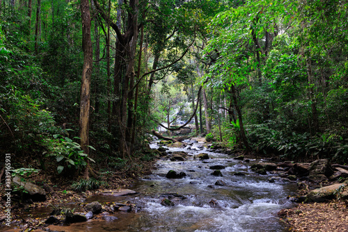 Wild jungle landscape and river in the Doi Inthanon national park, northern T...