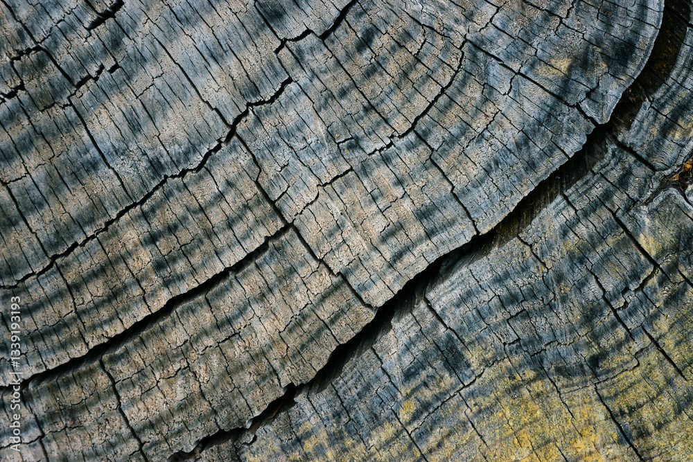 Fototapeta premium Background of wooden tree log texture