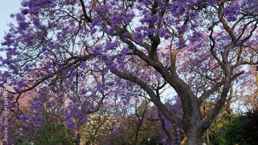 Jacaranda trees in full bloom with vibrant purple flowers, set against a clear sky. Perfect for nature and spring themes. Jacaranda trees in full bloom with vibrant purple flowers, set against a clear sky. Perfect for nature and spring themes.