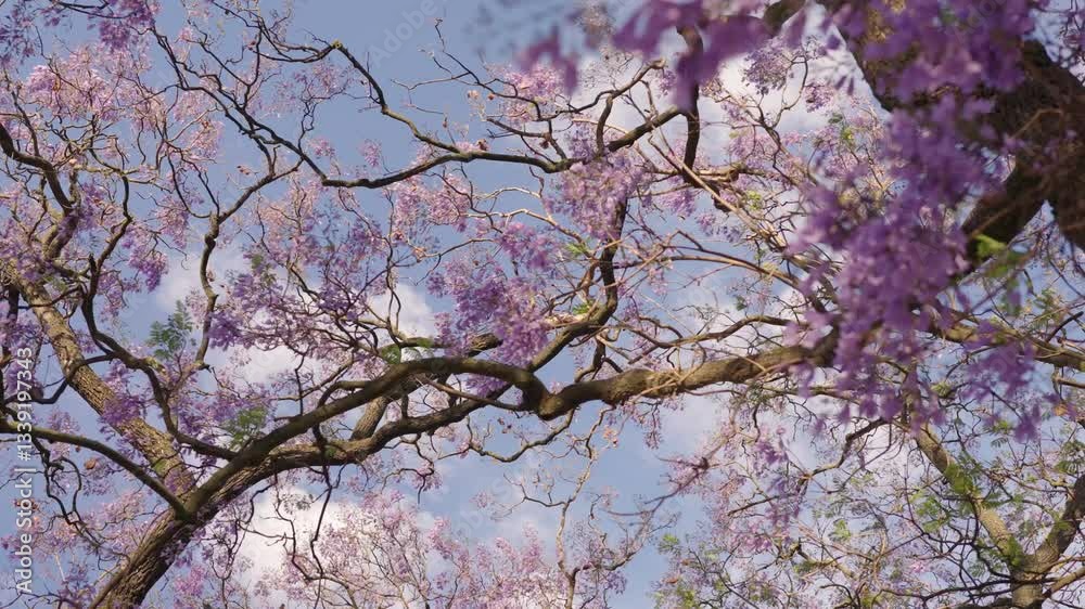 A stunning view of a blooming jacaranda tree from below, showcasing its beautiful purple flowers against a clear blue spring sky. A stunning view of a blooming jacaranda tree from below, showcasing its beautiful purple flowers against a clear blue spring sky.