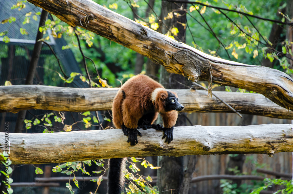 Fototapeta premium Red Ruffed Lemur on Tree Branch in Natural Habitat