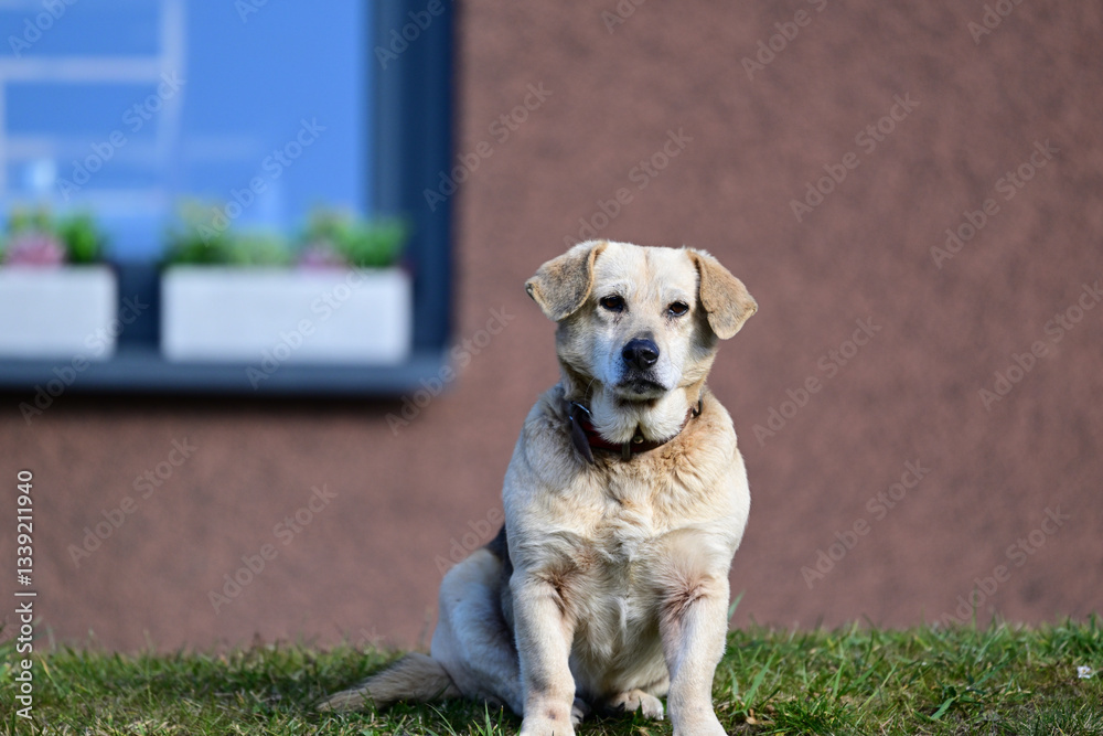 Portrait of a domestic dog sitting on the grass in front of the house