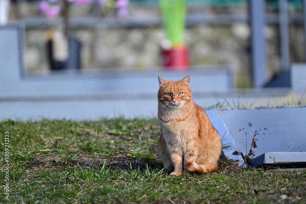 Portrait of a red domestic cat sitting on the grass in front of the house