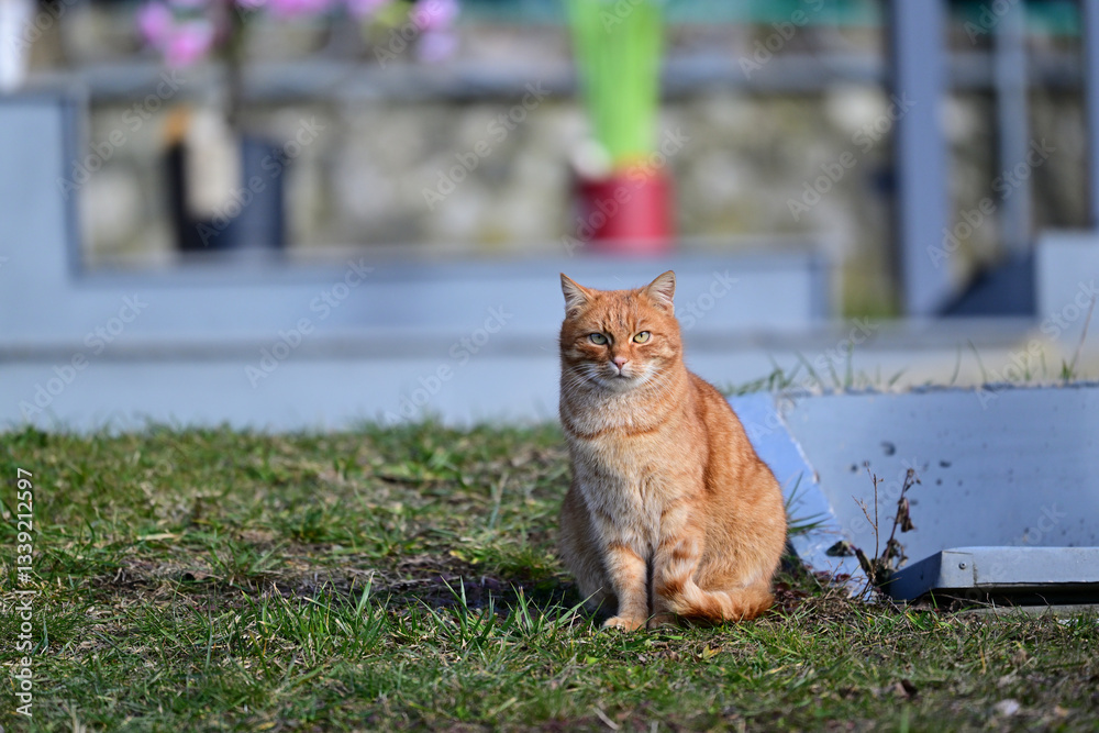 A red domestic cat sits in the garden in front of a house in the village