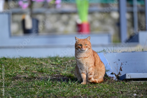 A red domestic cat sits in the garden in front of a house in the village
