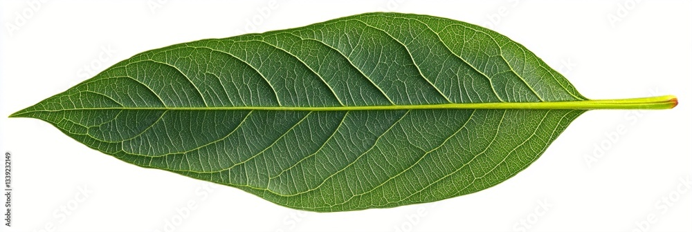 Obraz premium Fresh green leaf with prominent veins and midrib isolated on white background, showing detailed natural texture and pattern of botanical specimen in macro photography.