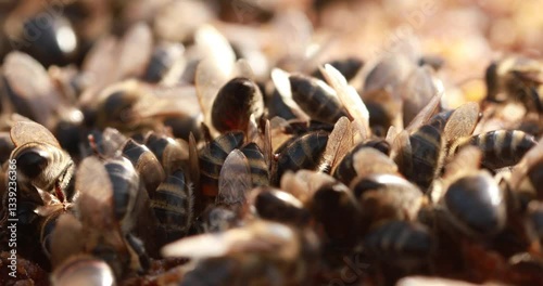 Honey bee walking on honeycomb frame in apiary