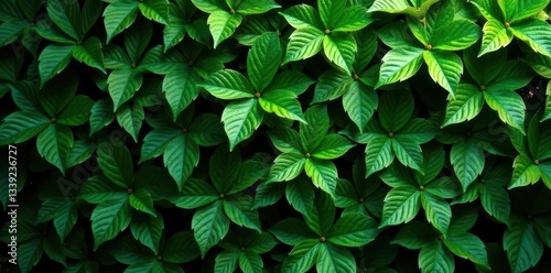 Dense hedge, dark green leaves Shadows play on surface , habitat, background