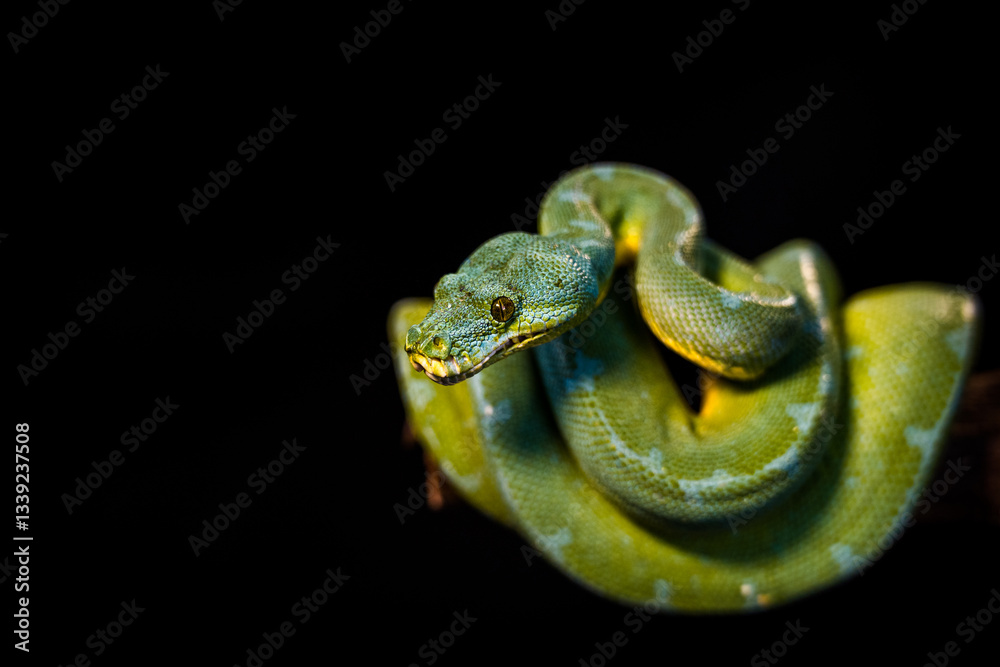 Fototapeta premium green python on a black background