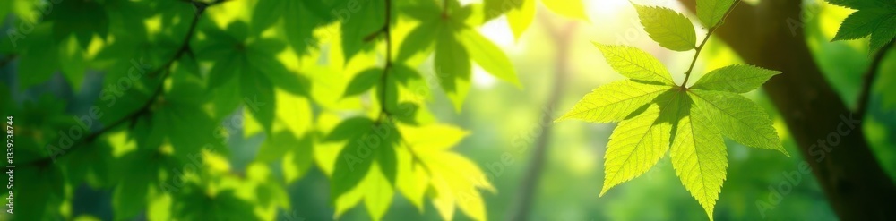 Sunlight dappled canopy, vibrant green leaves, forest, sky, spring