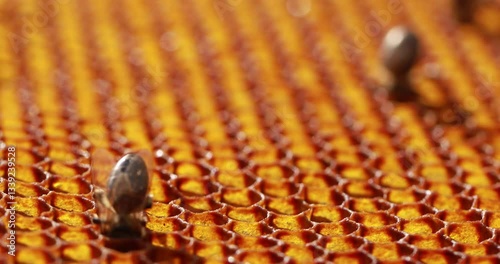 Bees working on honeycomb, creating golden nectar