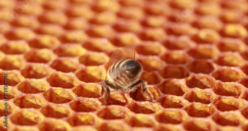 Honey bee crawling on honeycomb working in beehive