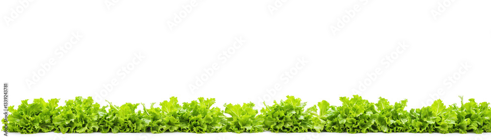 Obraz premium fresh spring green lettuce garden isolated on white background